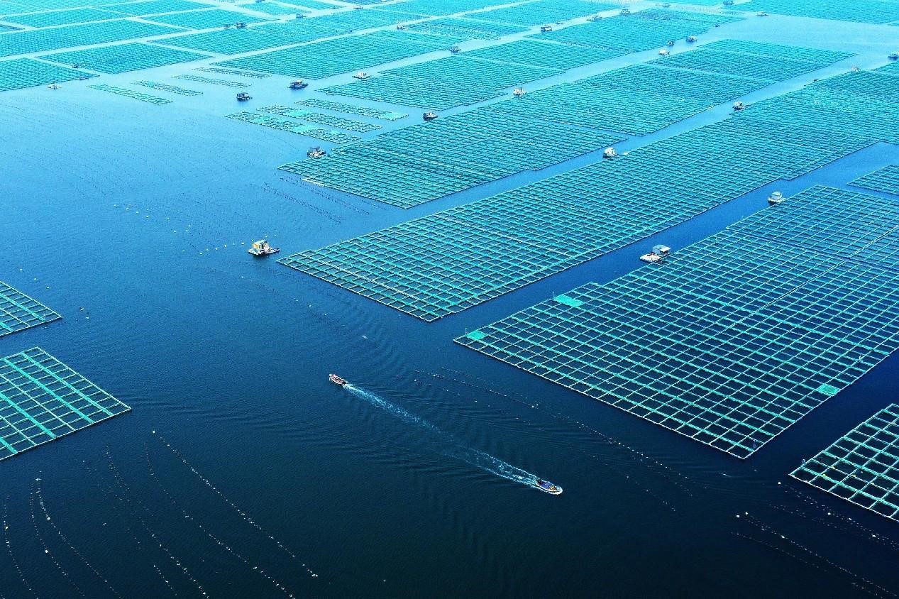 China vigorously builds marine ranches